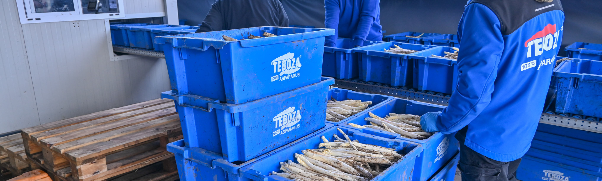 Draaistapelbakken ingezet door Teboza Asparagus