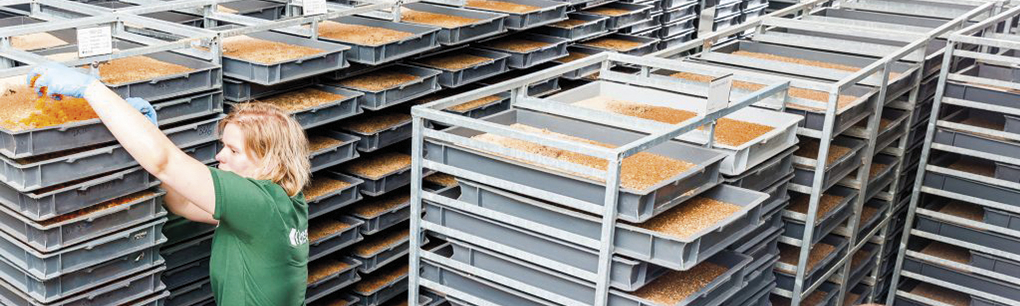 Brochure: Insectenkweek